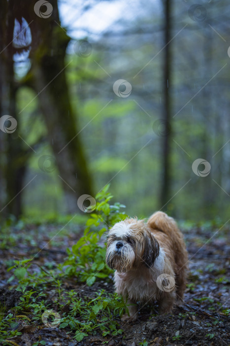 Скачать прогулки с собакой ши-тцу фотосток Ozero