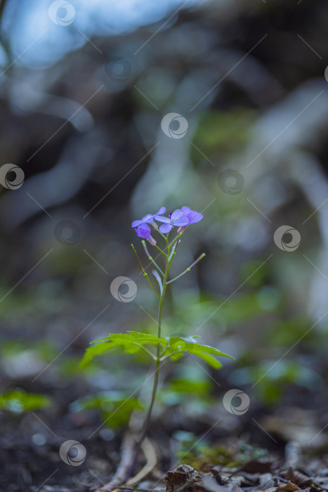 Скачать цветы, растущие в горах фотосток Ozero
