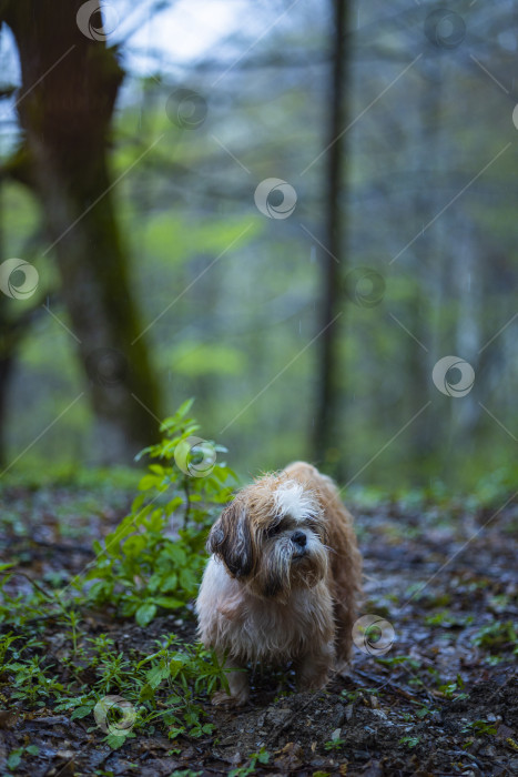 Скачать прогулки с собакой ши-тцу фотосток Ozero