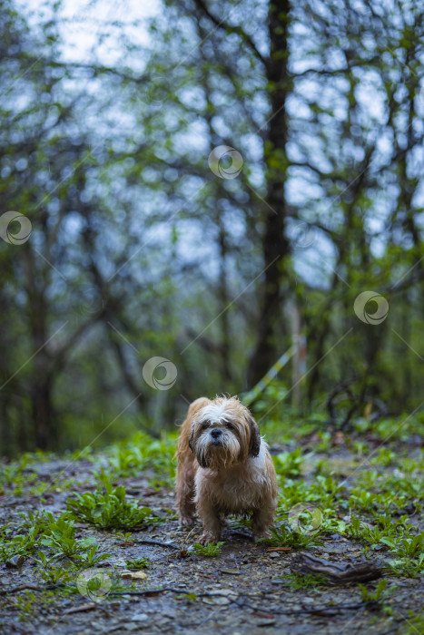 Скачать собака ши тцу гуляет фотосток Ozero