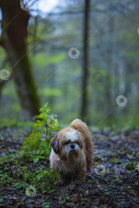 Скачать собака ши тцу гуляет фотосток Ozero
