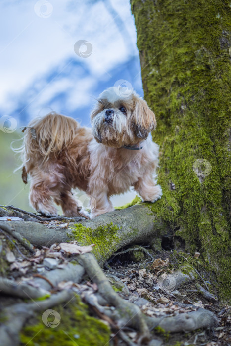 Скачать собака ши-тцу возле дерева фотосток Ozero
