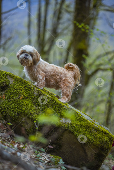 Скачать собака ши тцу на камне фотосток Ozero