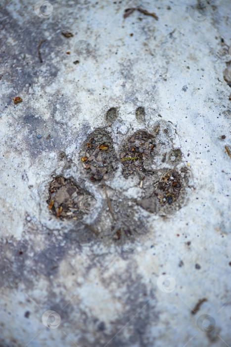 Скачать след собачьей лапы фотосток Ozero