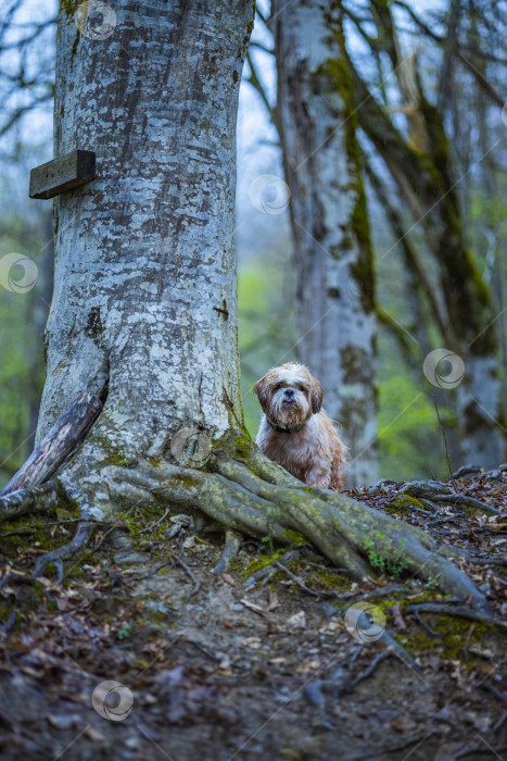 Скачать собака ши-тцу возле дерева фотосток Ozero