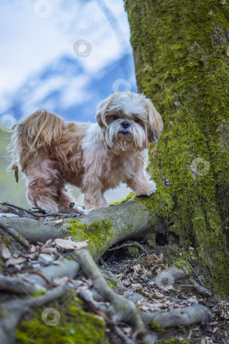 Скачать собака ши тцу возле дерева фотосток Ozero