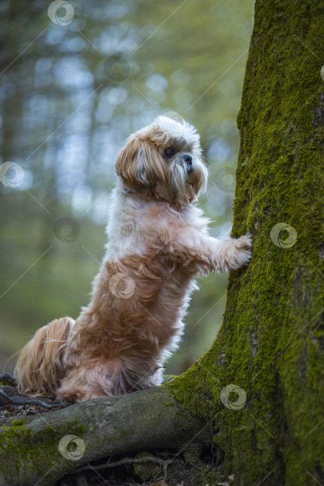 Скачать собака ши-тцу возле дерева фотосток Ozero