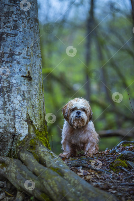 Скачать собака ши тцу возле дерева фотосток Ozero