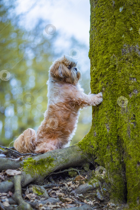 Скачать собака ши тцу в горах фотосток Ozero
