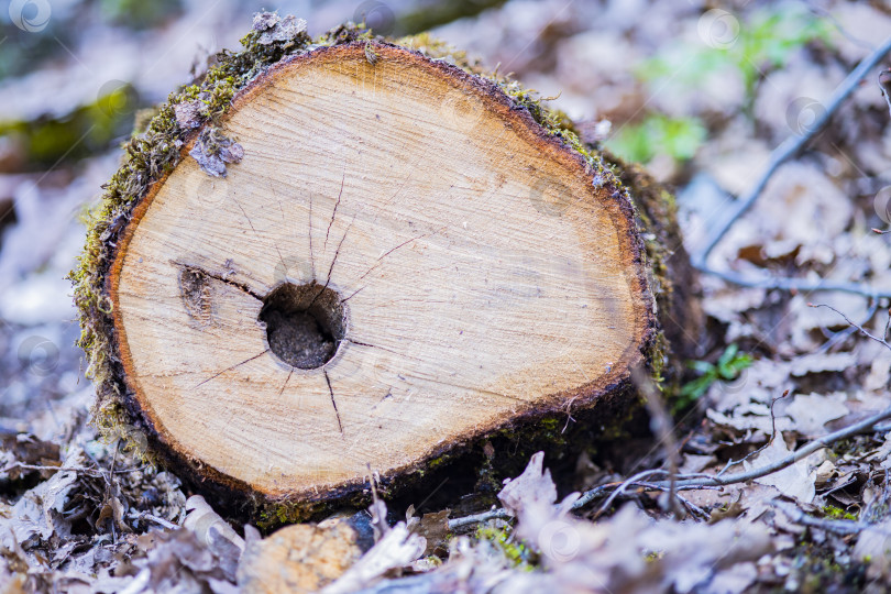 Скачать пень фотосток Ozero