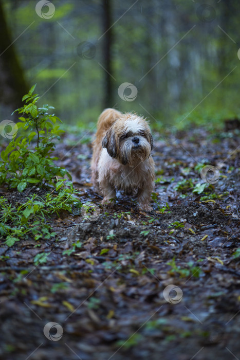 Скачать собака ши тцу гуляет фотосток Ozero