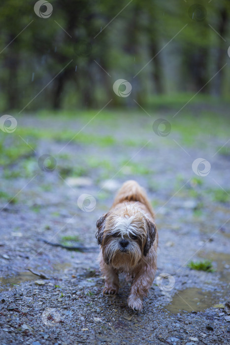 Скачать собака ши тцу гуляет фотосток Ozero