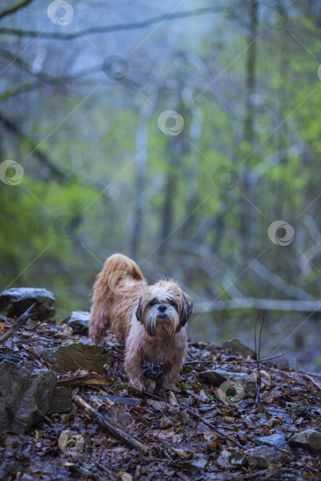 Скачать собака ши тцу в горах фотосток Ozero