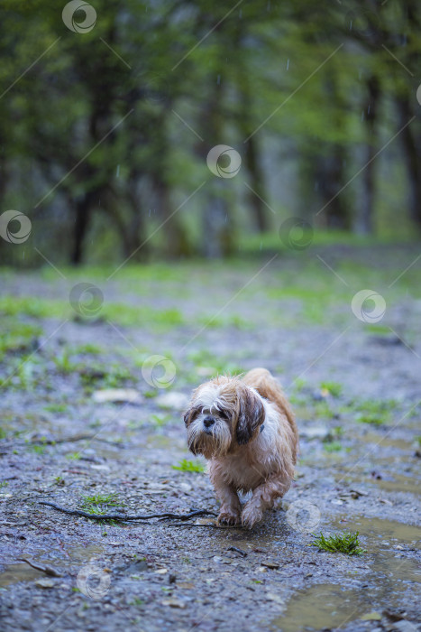 Скачать прогулки с собакой ши-тцу фотосток Ozero
