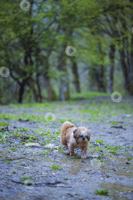 Скачать прогулки с собакой ши-тцу фотосток Ozero