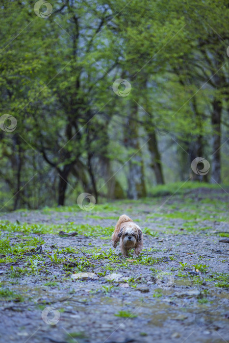 Скачать собака ши тцу гуляет фотосток Ozero