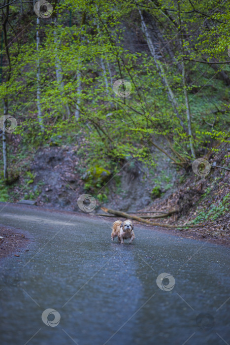 Скачать собака ши тцу гуляет фотосток Ozero