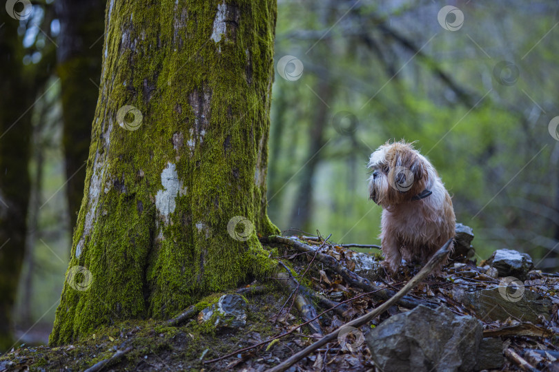 Скачать собака ши тцу возле дерева фотосток Ozero