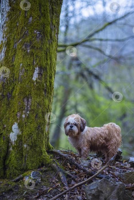 Скачать собака ши-тцу возле дерева фотосток Ozero