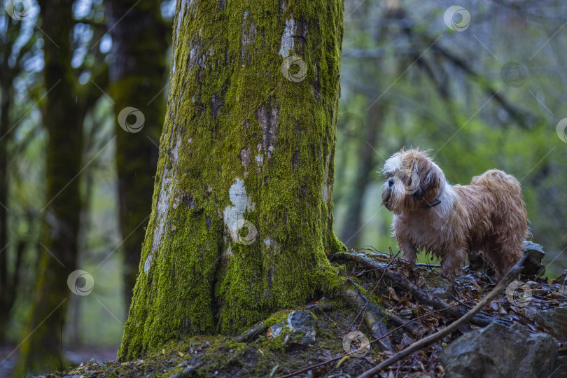 Скачать собака ши тцу в горах фотосток Ozero
