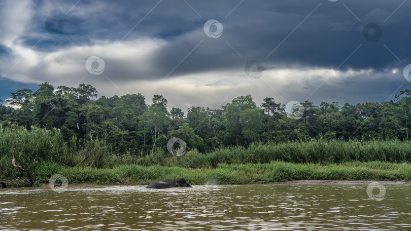 Скачать Карликовый слон прогуливается по руслу реки. фотосток Ozero