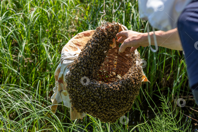 Скачать Пчеловод собирает пчелиную семью с помощью корзины. фотосток Ozero