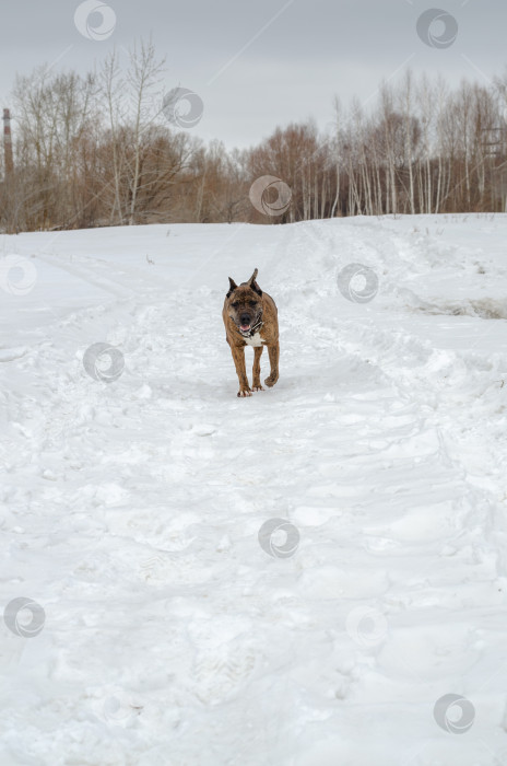 Скачать собака, бегущая по заснеженному полю фотосток Ozero