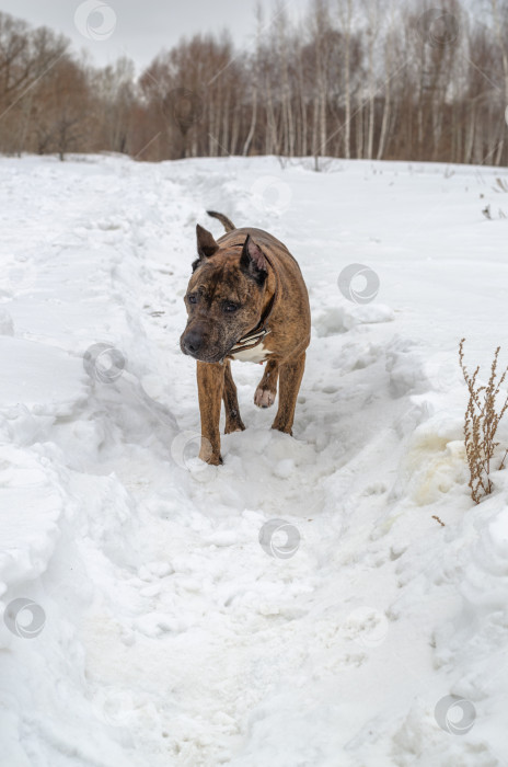 Скачать собака, бегущая по заснеженному полю фотосток Ozero