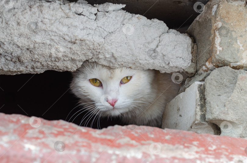 Скачать бездомный белый кот в заброшенном здании фотосток Ozero
