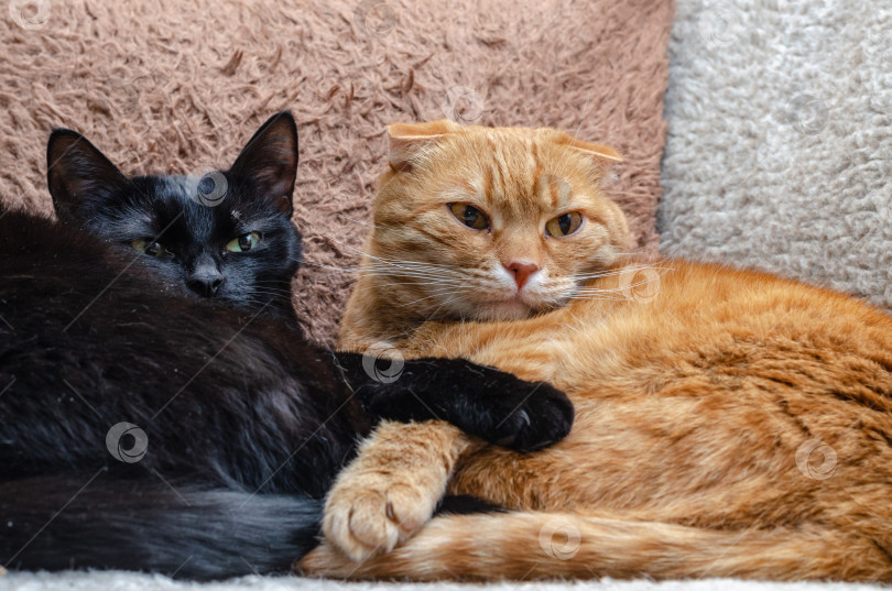 Скачать две милые кошки лежат и обнимаются дома фотосток Ozero