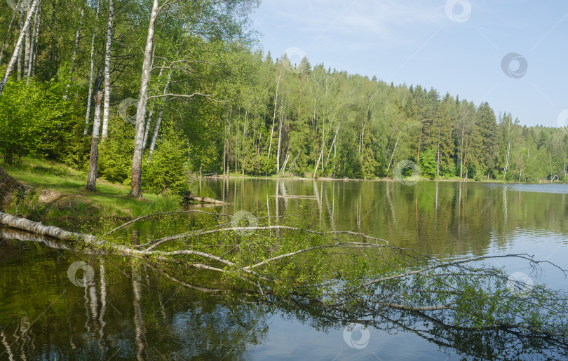 Скачать березы на берегу реки весенним утром фотосток Ozero