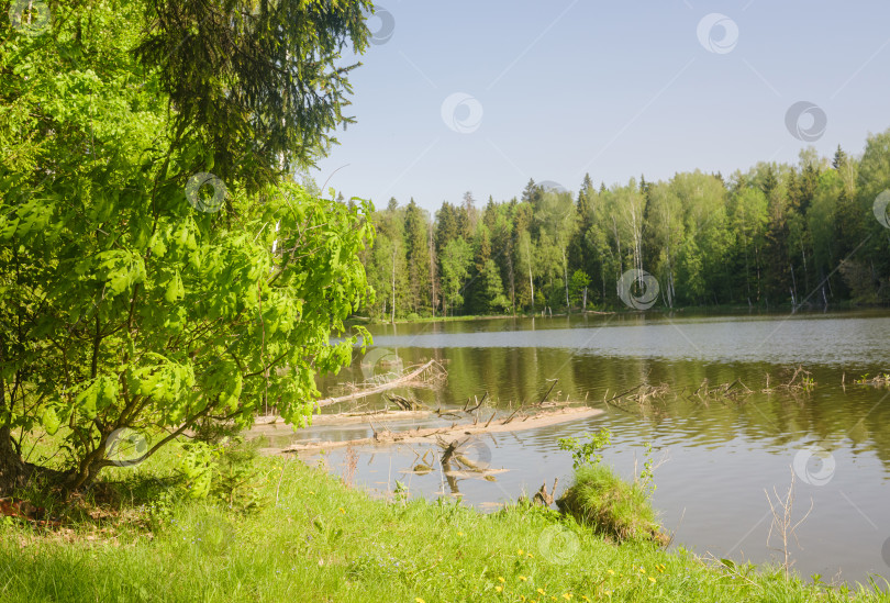 Скачать деревья на берегу озера в лесу фотосток Ozero
