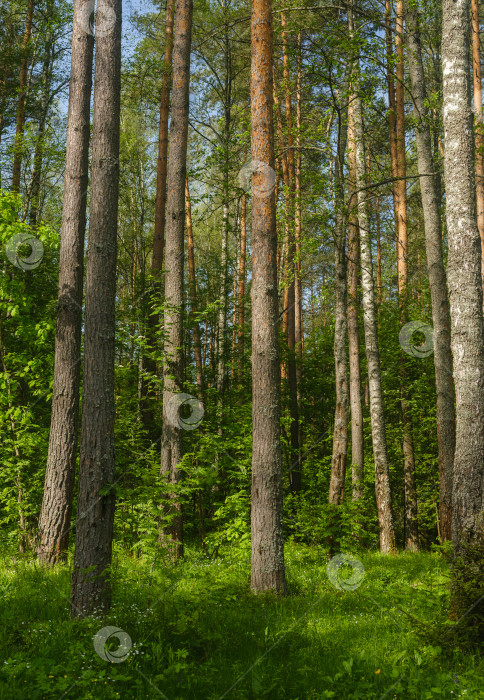 Скачать сосны в лесу летним днем фотосток Ozero