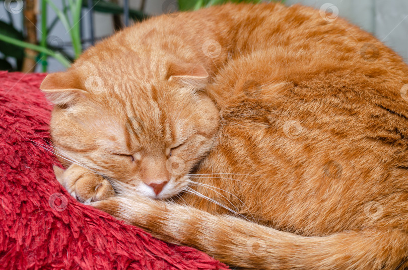 Скачать симпатичный рыжий кот, лежащий на ковре фотосток Ozero