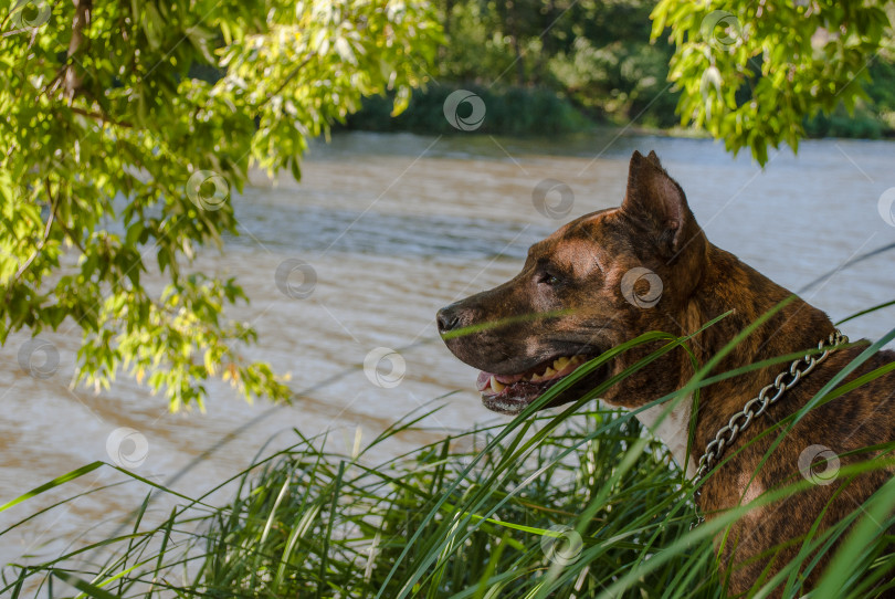Скачать Тигр стаффордширский терьер рядом с рекой в парке фотосток Ozero