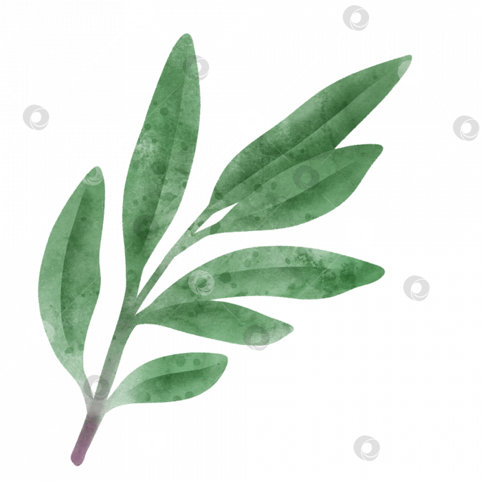 Скачать Акварельный овощ, одиночная иллюстрация на прозрачном фоне фотосток Ozero