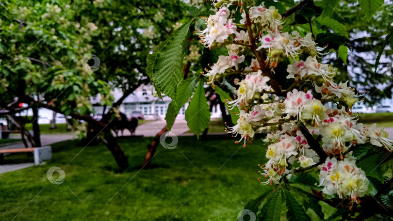 Скачать Яркое весеннее цветение в городском парке, новая жизнь. Цветение каштана оживляет пространство фотосток Ozero