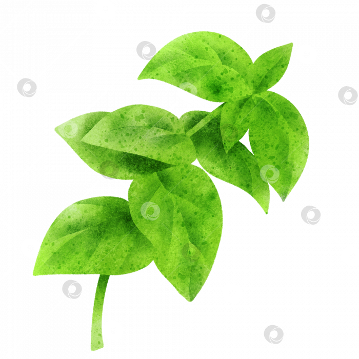 Скачать Акварельный овощ, одиночная иллюстрация на прозрачном фоне фотосток Ozero