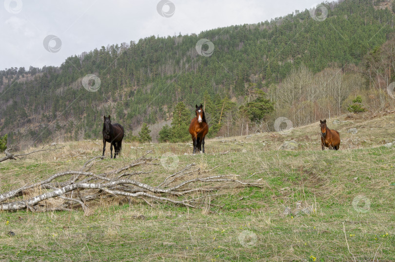 Скачать Три лошади пасутся на горном лугу. фотосток Ozero