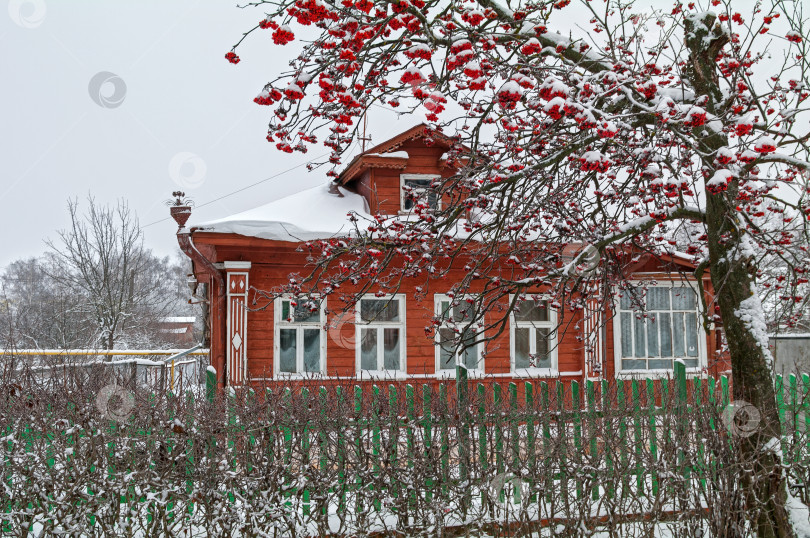 Скачать Провинциальный пейзаж - рябина перед сельским домом. фотосток Ozero