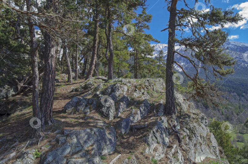 Скачать Сосны у крутого скалистого обрыва. фотосток Ozero