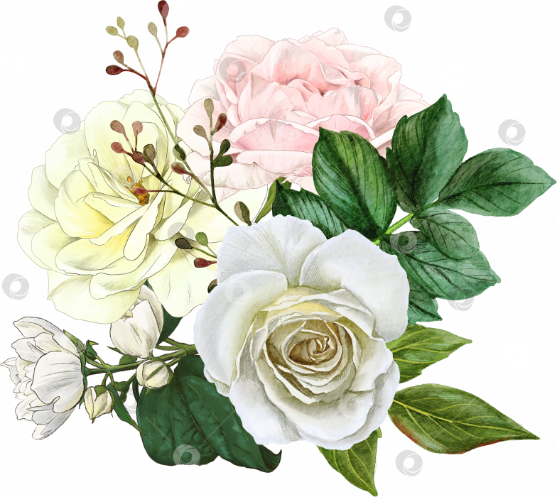 Скачать Букет из белых роз, старинные английские розы фотосток Ozero