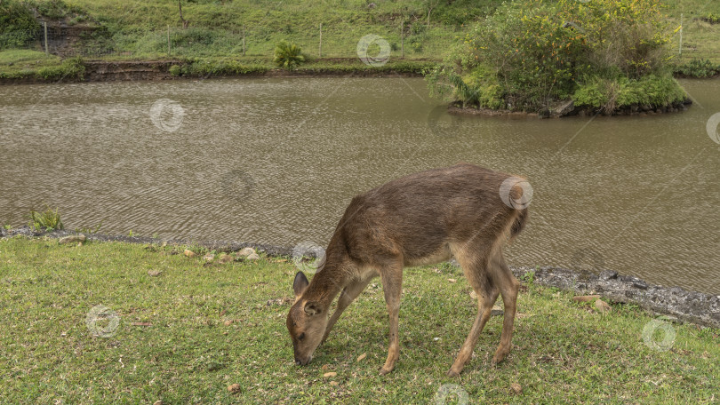 Скачать Олень Rusa Cervus timorensis спокойно пасется на лугу у озера. фотосток Ozero