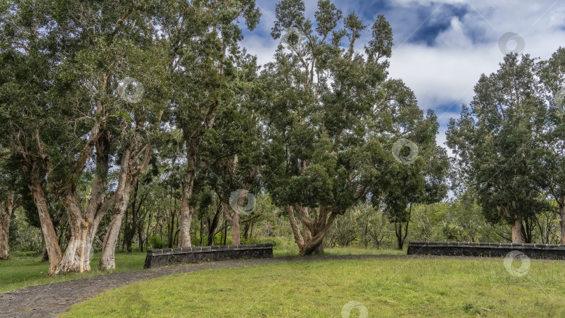 Скачать Роща бумажно-берестяного дерева Melaleuca linariifolia в парке. фотосток Ozero