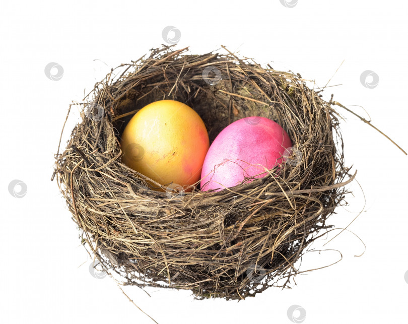 Скачать гнездо с украшенными пасхальными яйцами на белом фоне фотосток Ozero