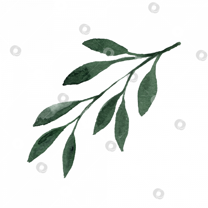 Скачать Нежная акварельная ветка с зелеными листьями фотосток Ozero