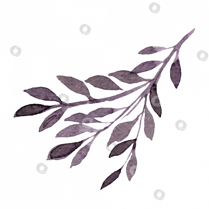 Скачать Нежная акварельная ветка с листьями фиолетовых оттенков фотосток Ozero