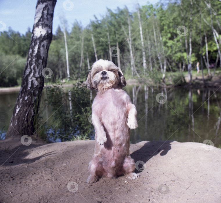 Скачать пленочная фотография собака ши-тцу фотосток Ozero