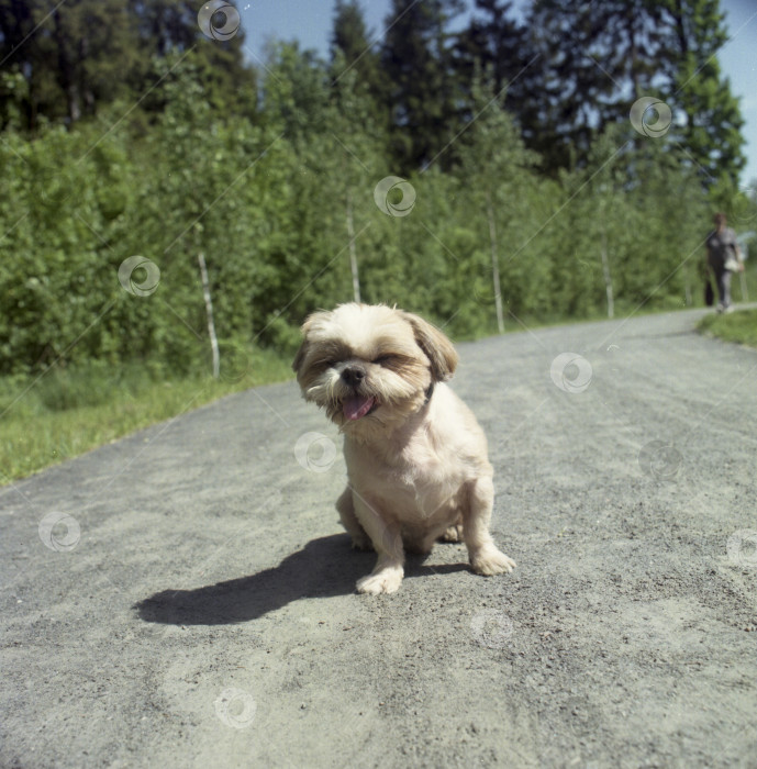 Скачать пленочная фотография собака ши-тцу фотосток Ozero