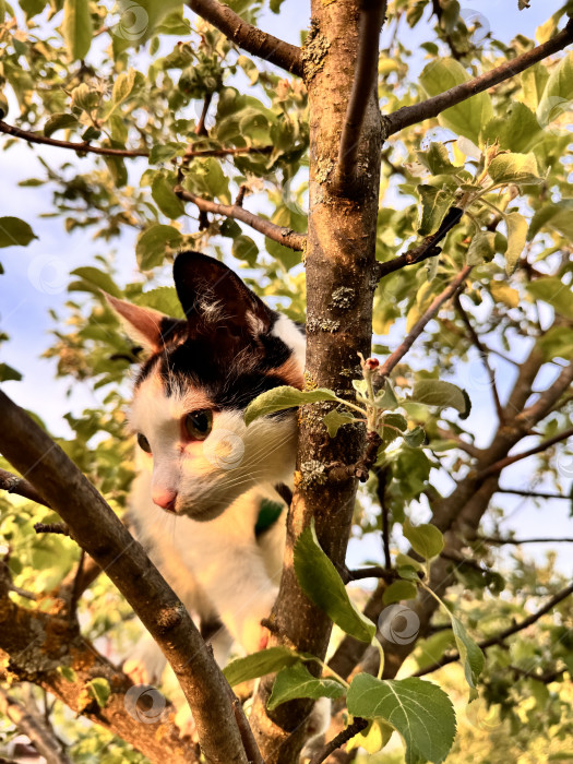 Скачать Кошка в яблоневом саду фотосток Ozero